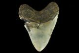 Fossil Megalodon Tooth - North Carolina #124463-2